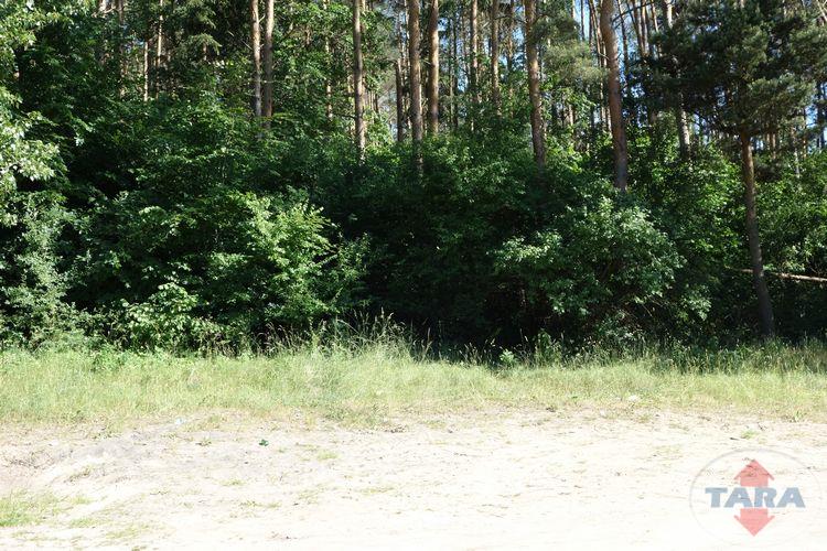 Dzialka — Wolice — zdjęcie 4