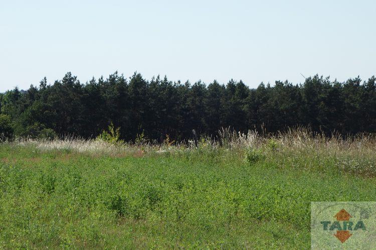 Dzialka — Wolice — zdjęcie 6