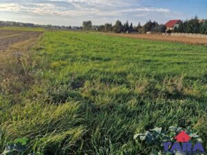 Działka budowlana w Gąsawie — zdjęcie 6